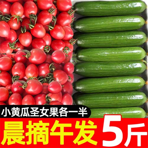 圣女果小黄瓜新鲜樱桃小番茄水果青瓜千禧西红柿子生吃自然熟5斤    16.8元